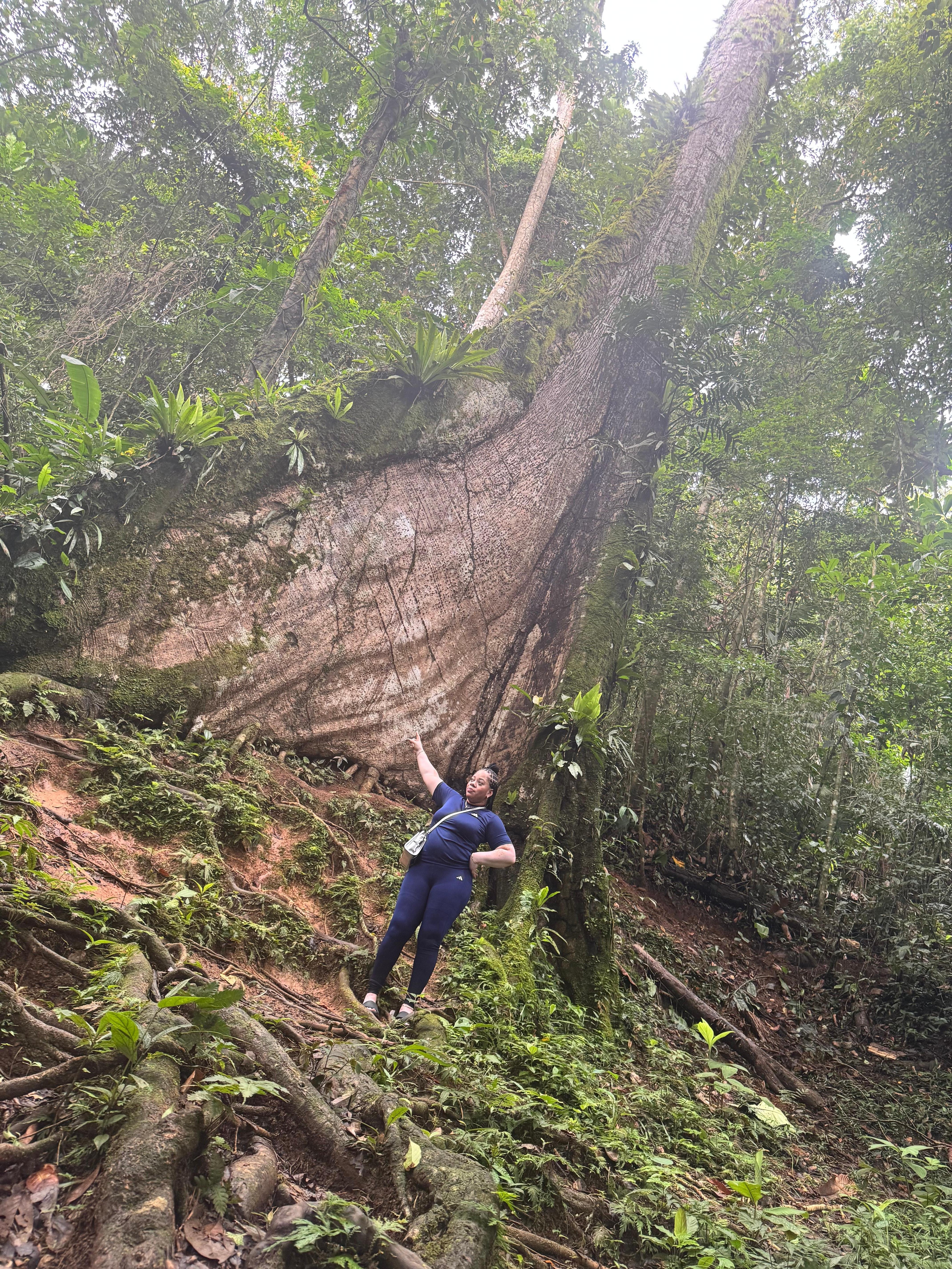 Ceiba tree