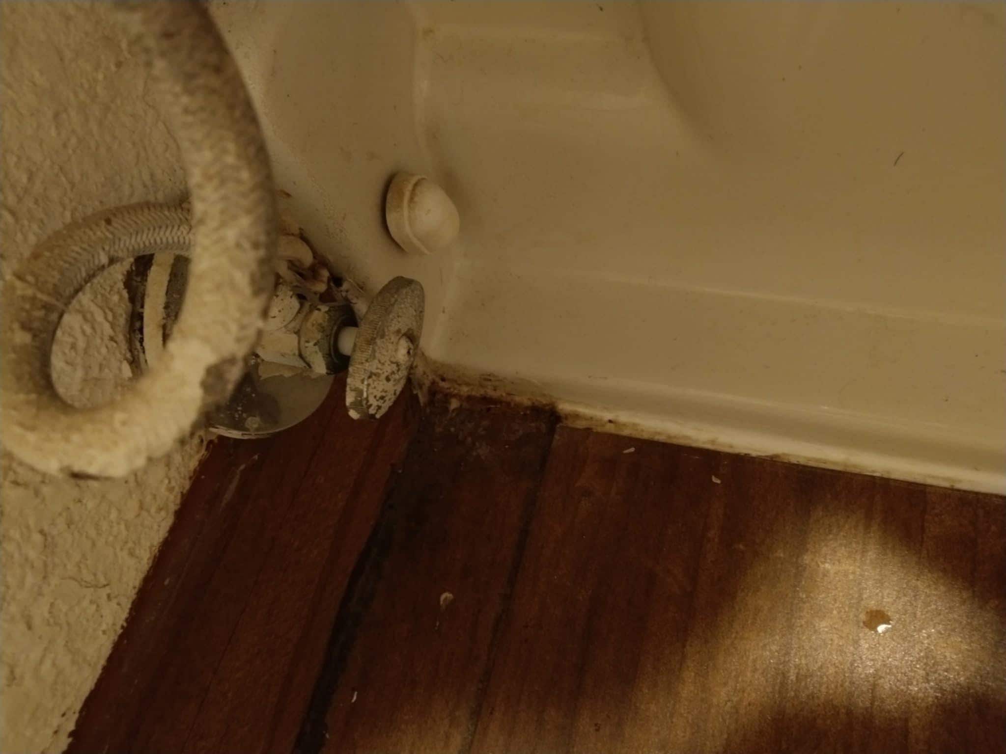 Bugs hair and pee