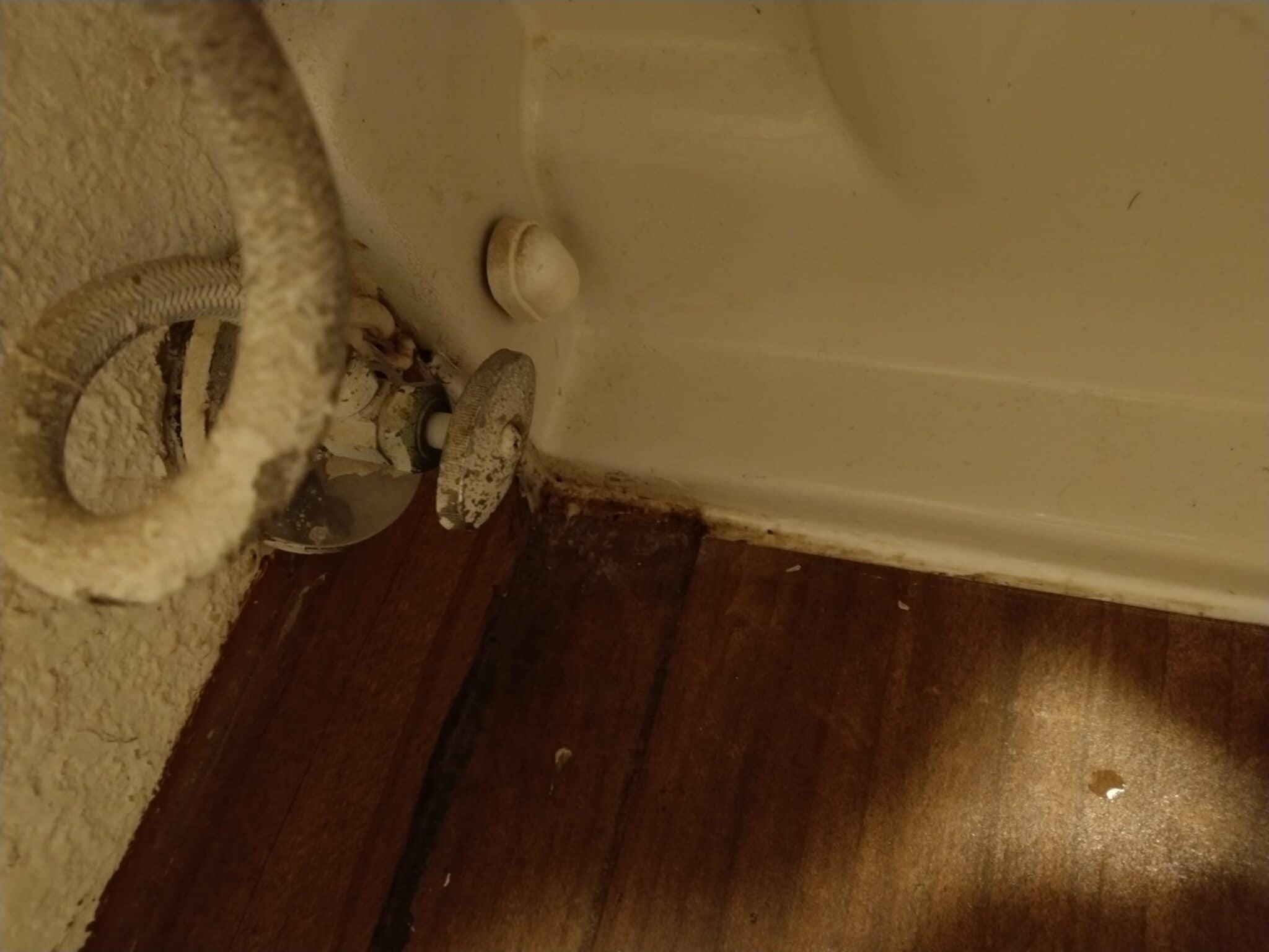 Bugs hair and pee