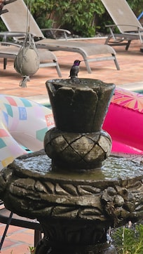 Several hummingbirds live in the garden