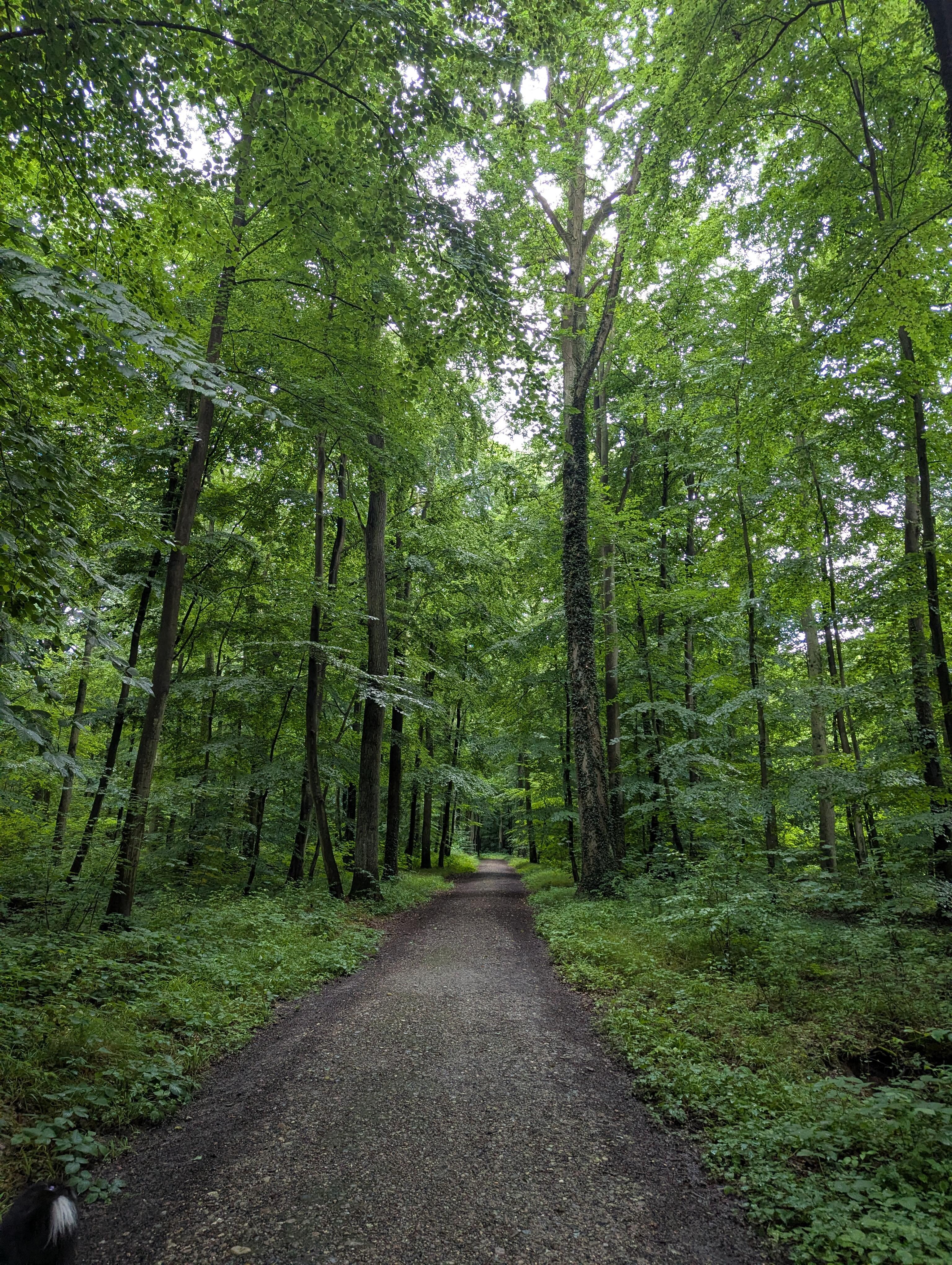 Der Wald direkt daneben 