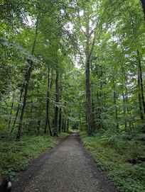 Der Wald direkt daneben