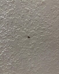 roach we found