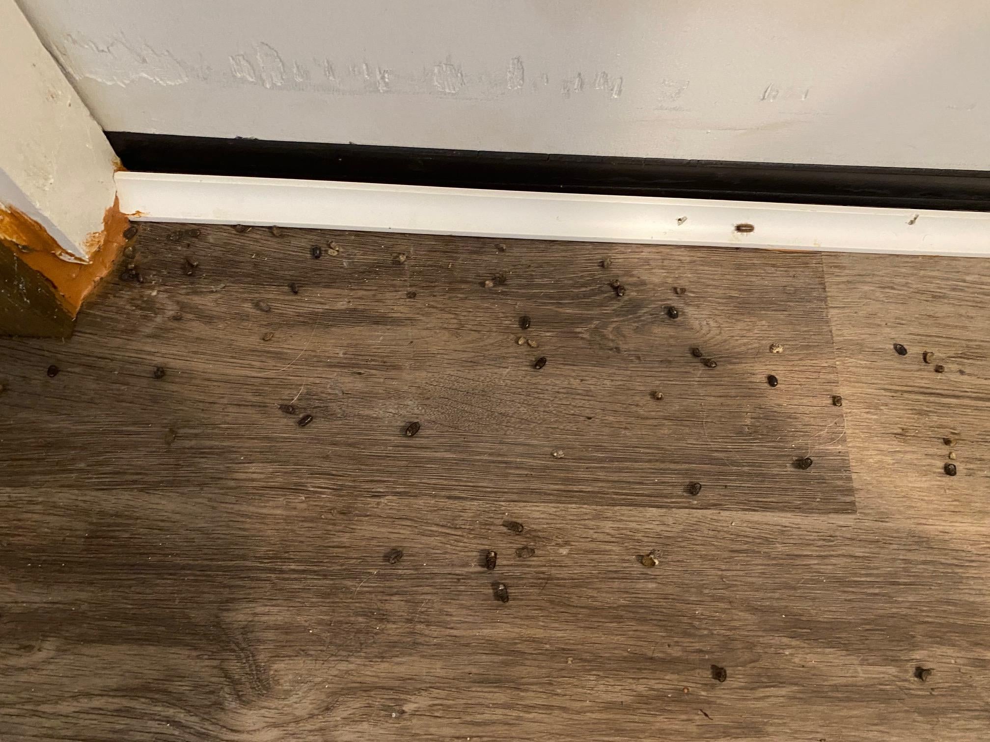 Bugs