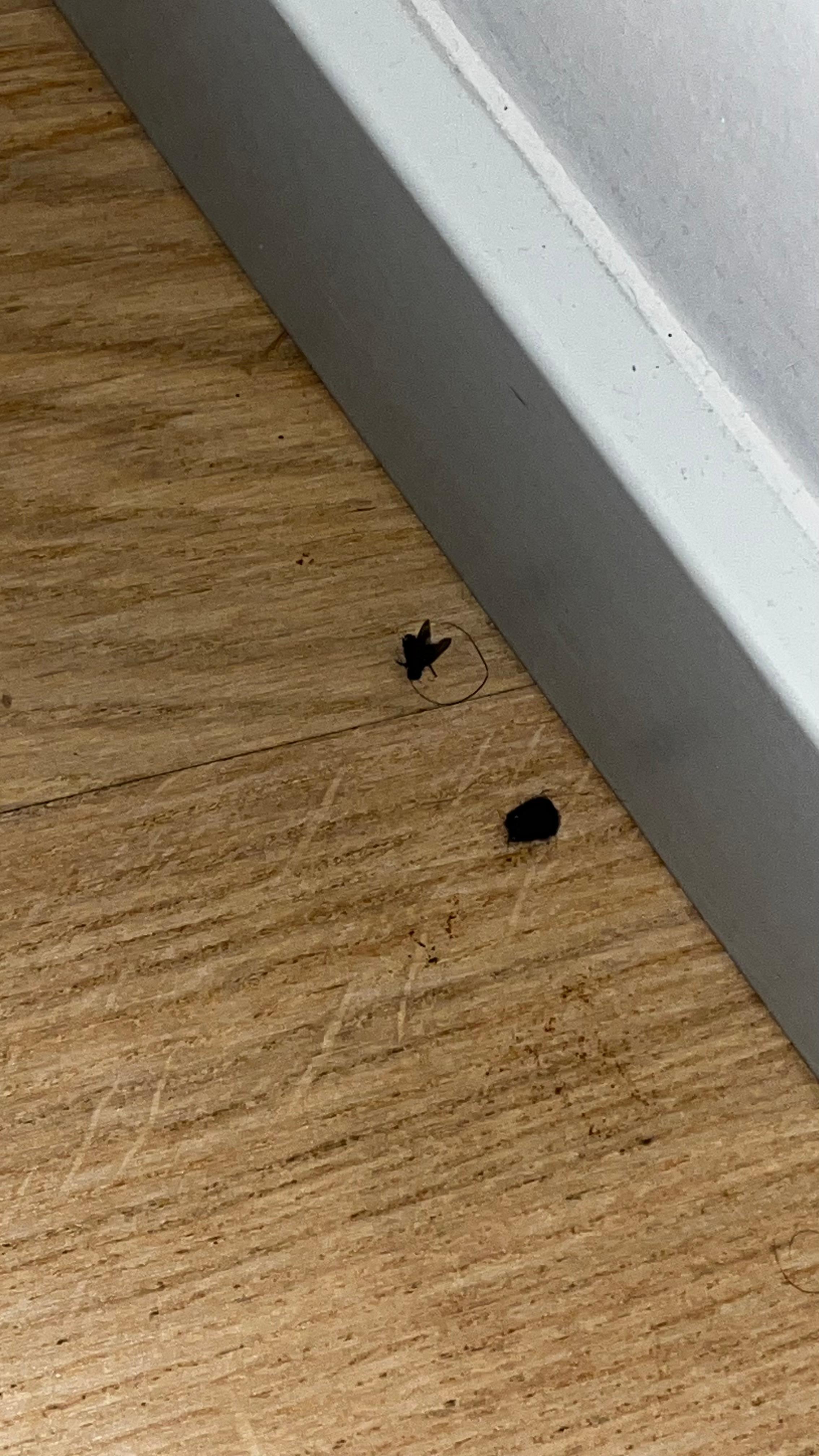 Dead bugs on the floor of the room 