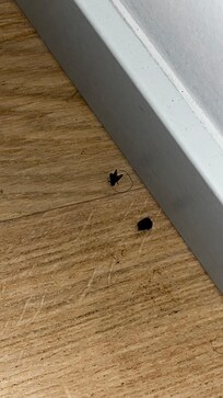 Dead bugs on the floor of the room
