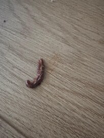 Bugs