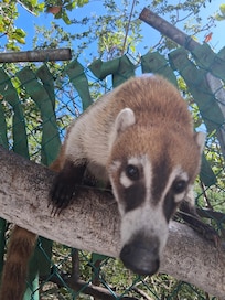 Coati place is about 1.5km away