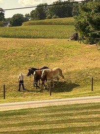 Horses across the road