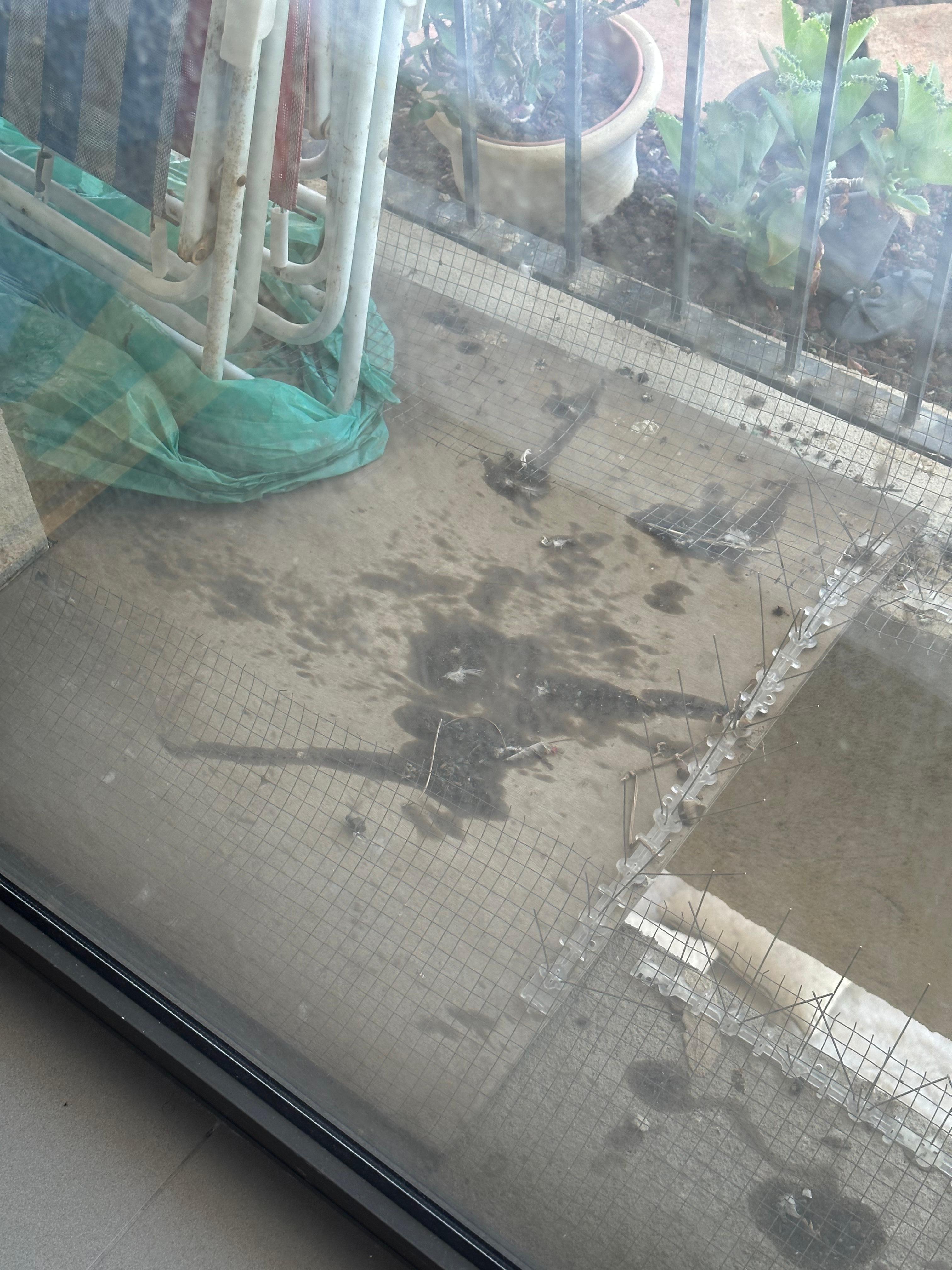 Pigeon excrement on cardboard outside of bedroom window so unable to even open shade. 