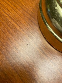 Roaches on the desk