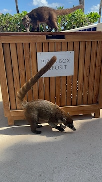 Coatimundi everywhere ❤️