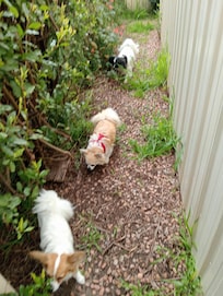 Loving the most interesting garden lol. Very safe yard for our fur babies. Thankyou...