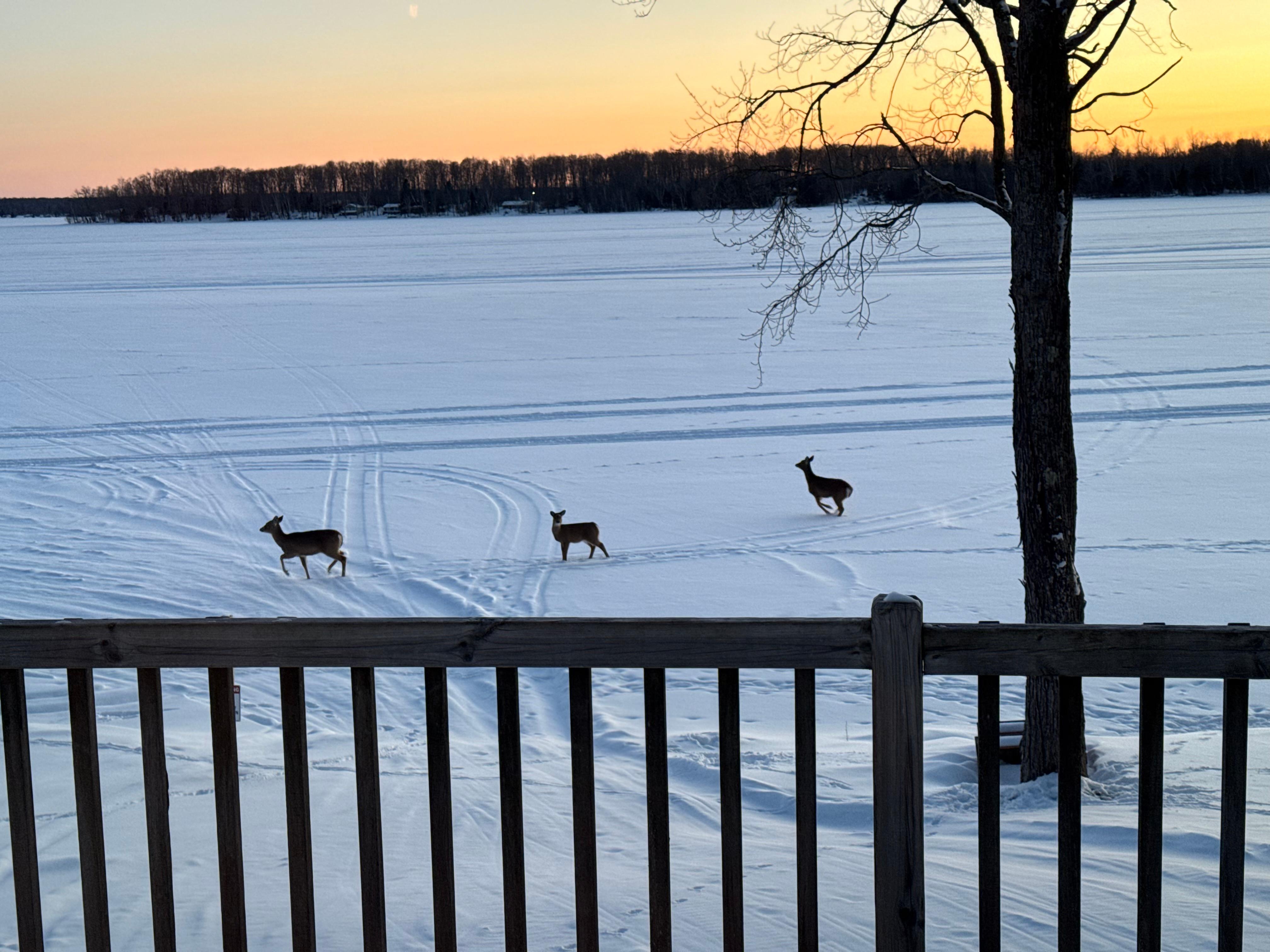 Deer on the lake looking out from the living room area