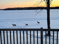 Deer on the lake looking out from the living room area