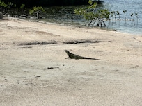 Iguana everywhere