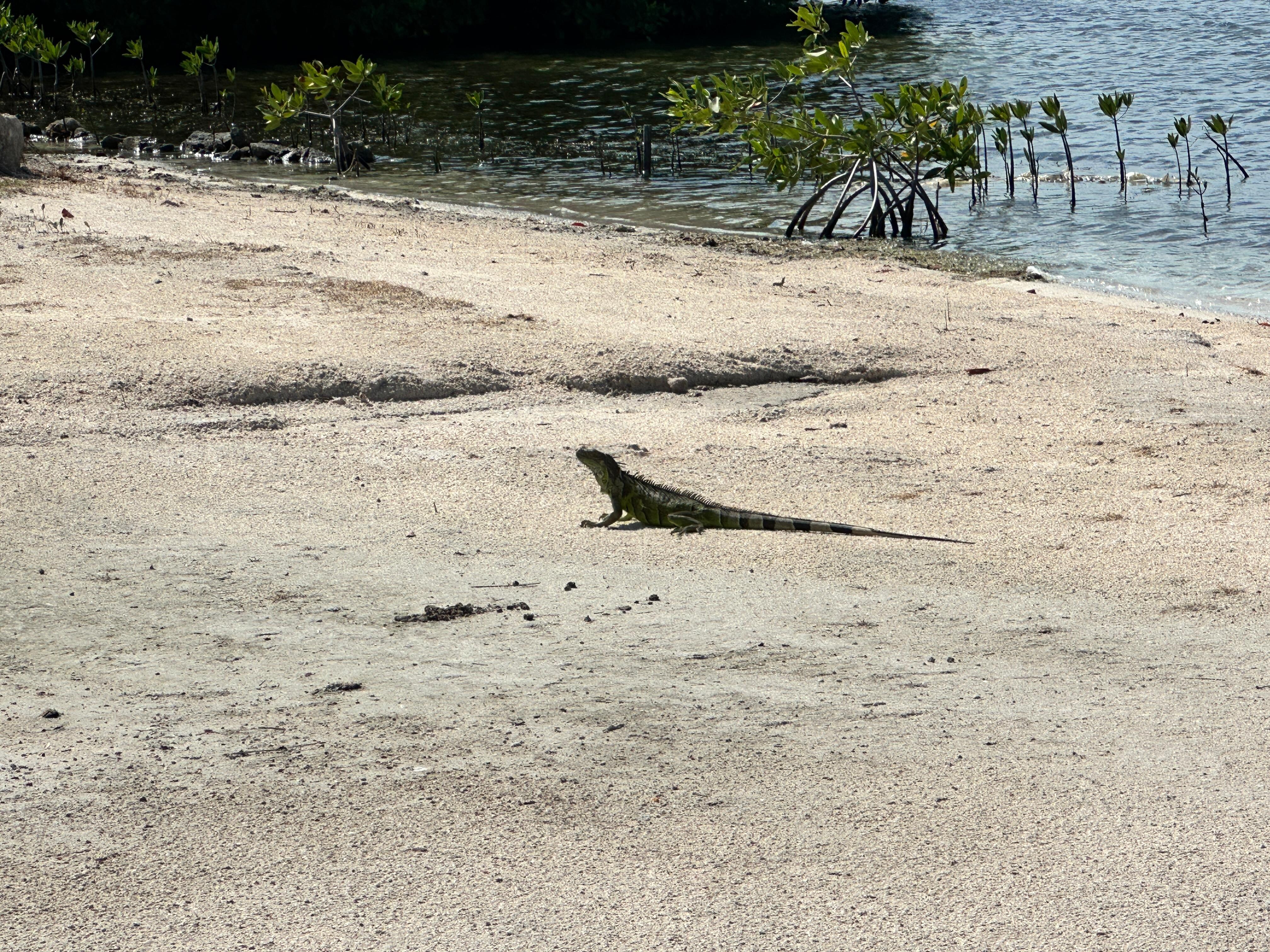 Iguana everywhere