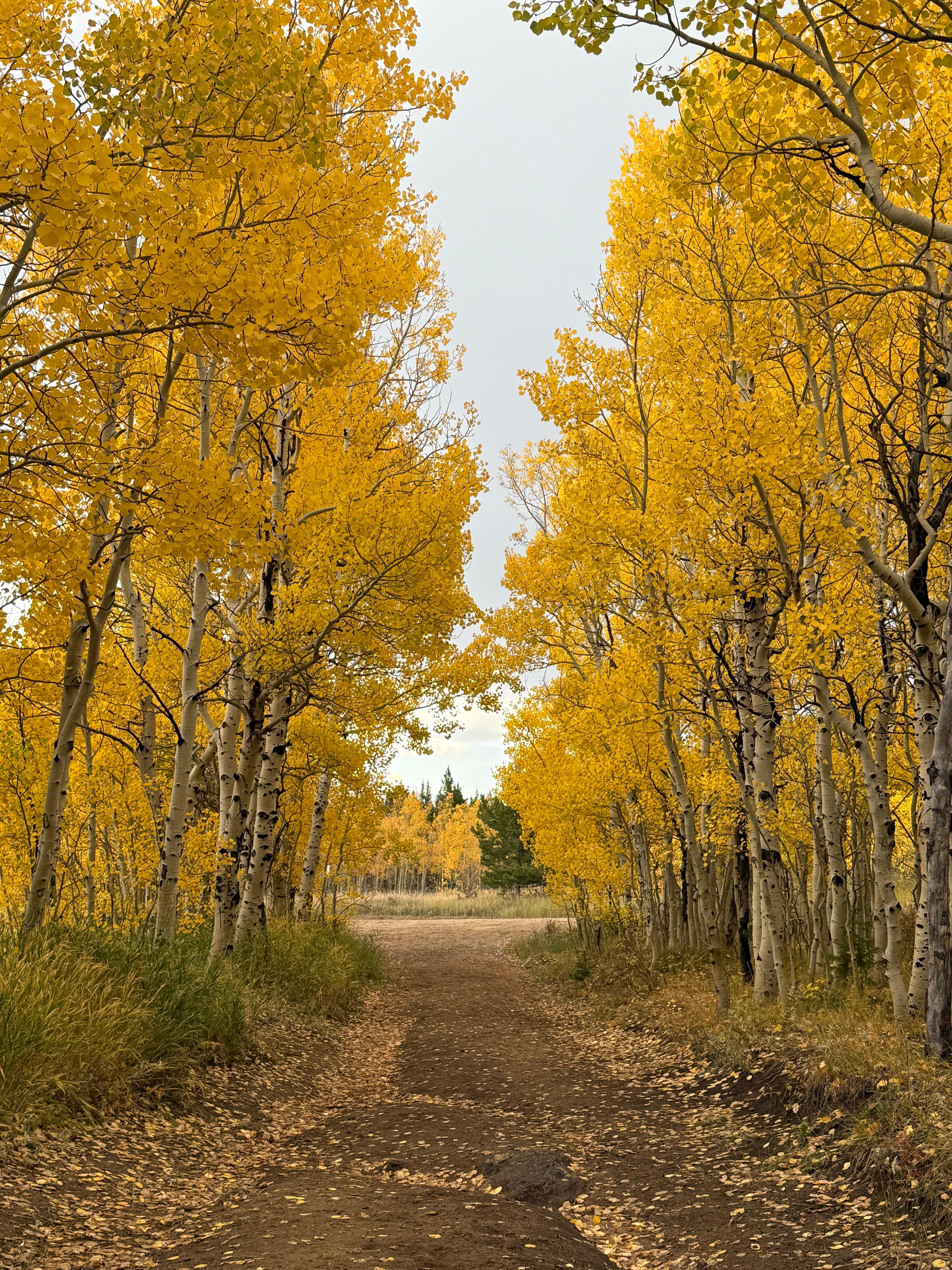 Across road from Lily lake on Hwy 7