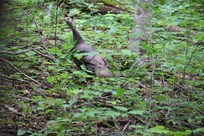 Wild turkey next to the driveway.