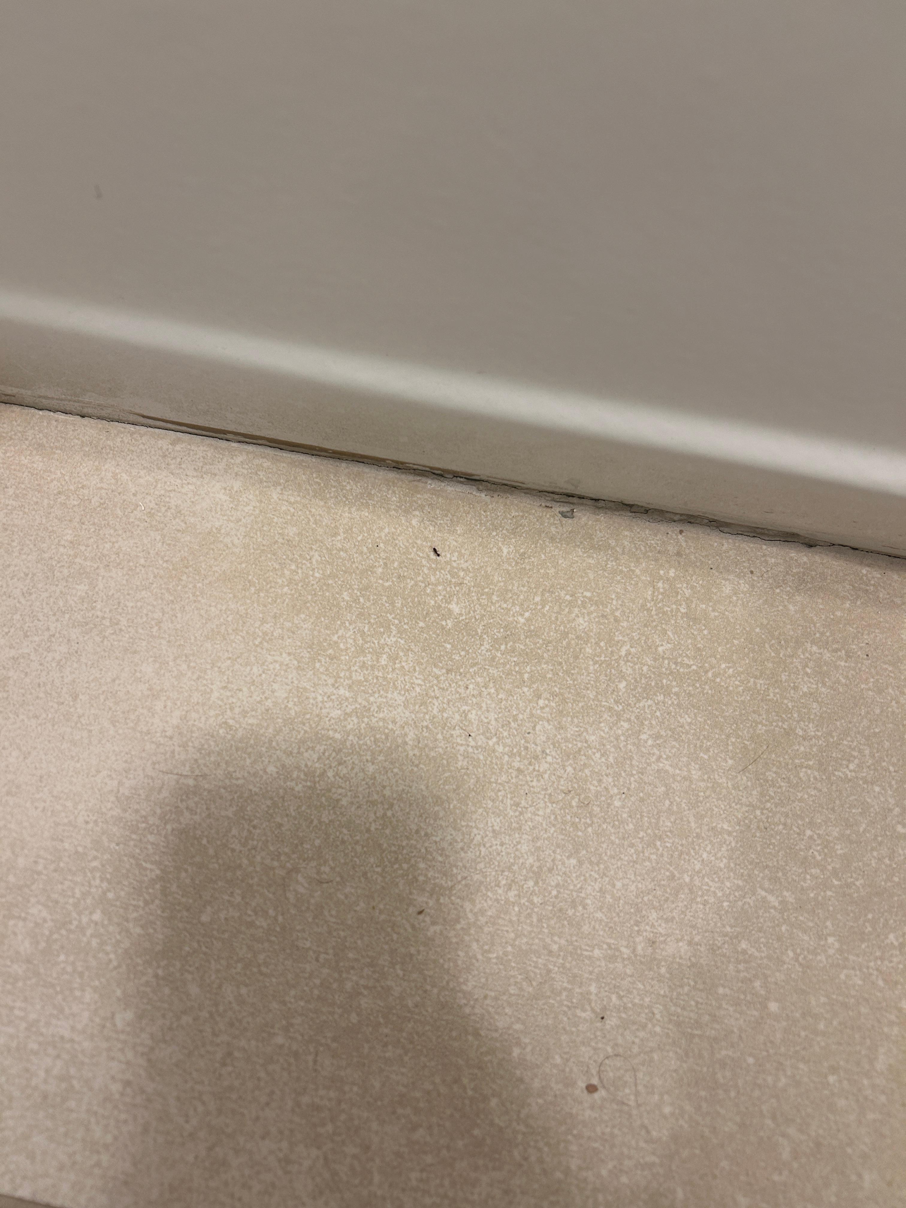 Ants. I do have a video that won’t upload