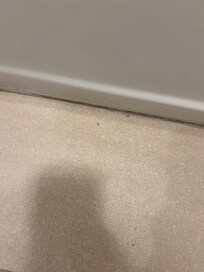 Ants. I do have a video that won’t upload