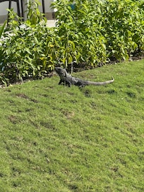 Wildlife
