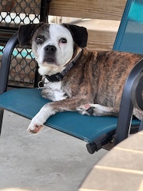 Our dog, Aiden, relaxing on the downstairs porch.