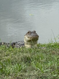 This little guy would pay us a visit every afternoon while in the pool. Don’t worry he can’t get passed the fence.
