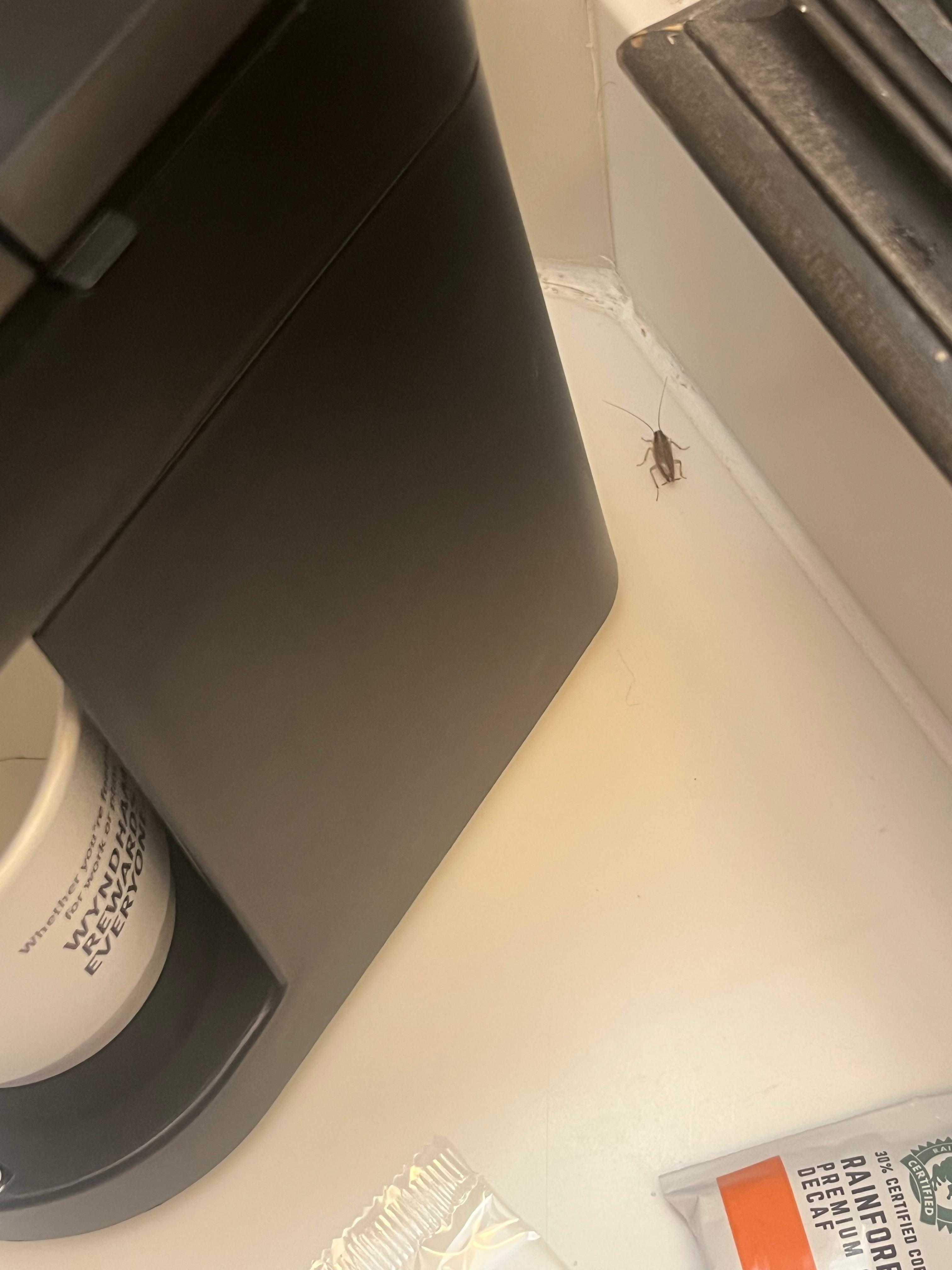 Roaches behind coffee pot 