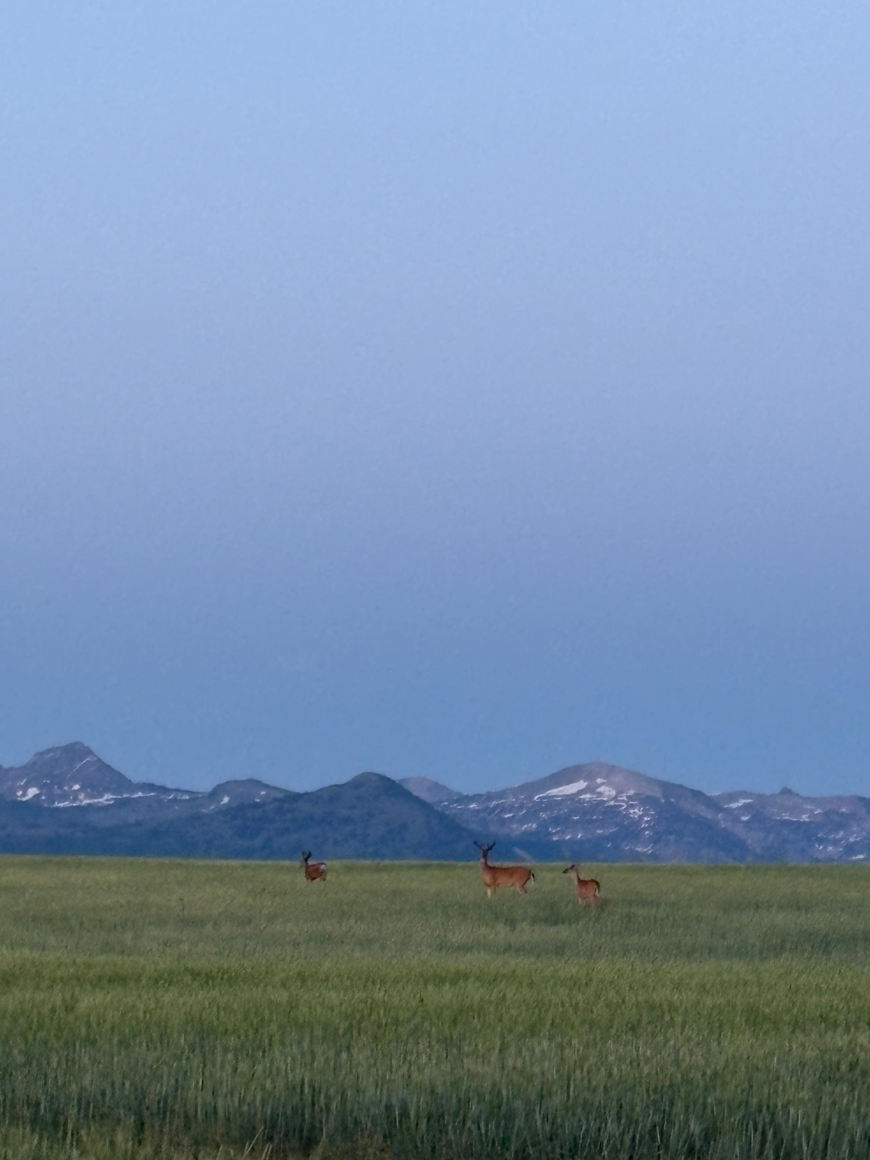 Some whitetail and a mule deer on the property’s road. 
