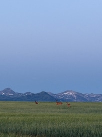 Some whitetail and a mule deer on the property’s road.