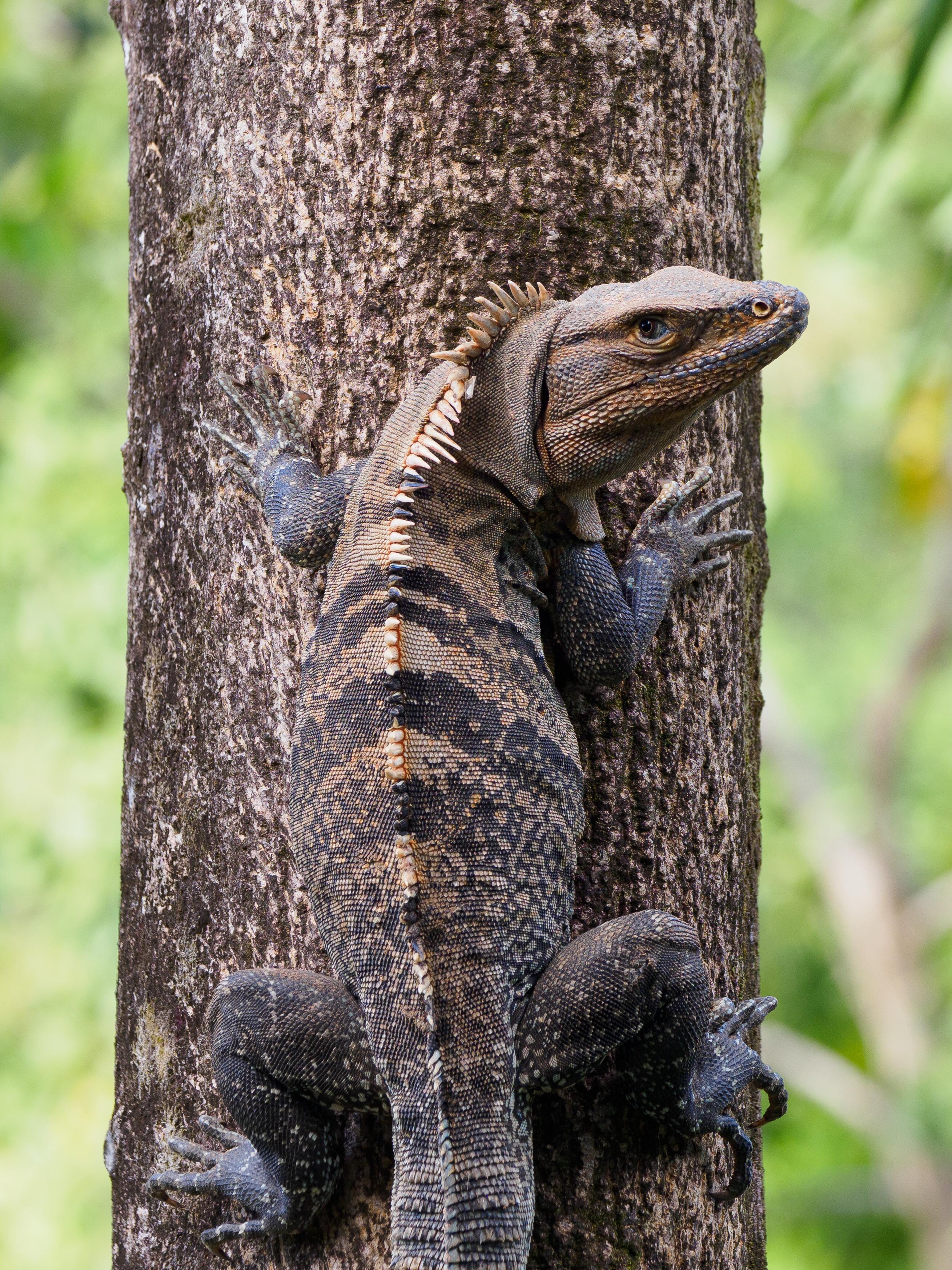 Iguana in front of our window