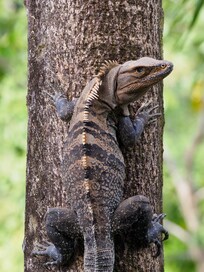 Iguana in front of our window
