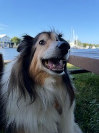 Great space for pets. Care package with doggie clean up bags, and a small dog park