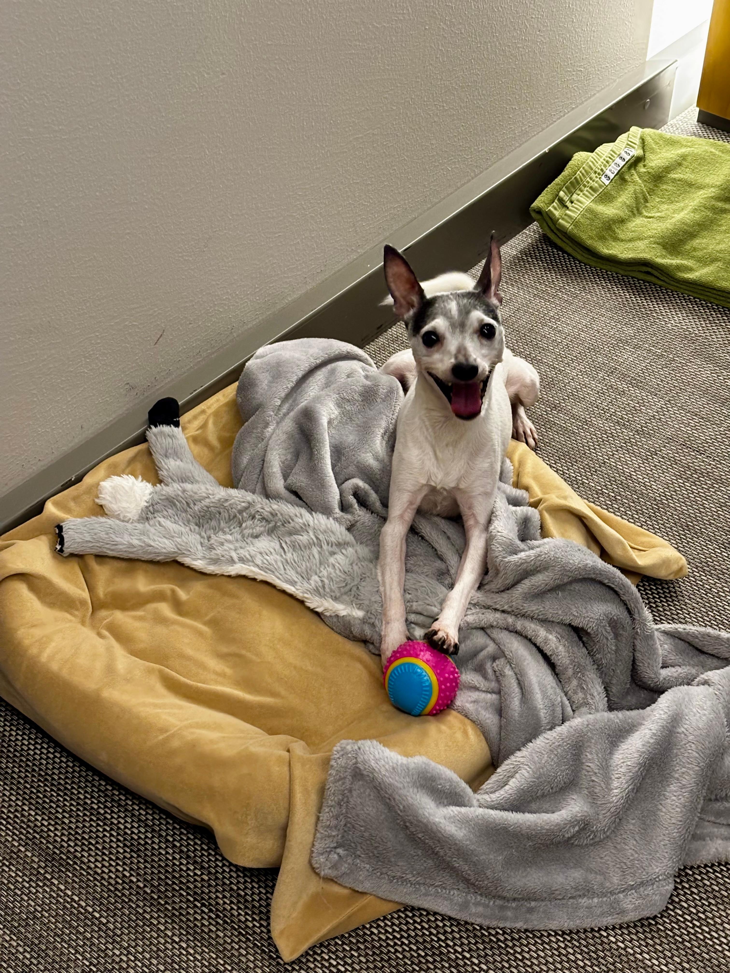 Lemmikin lahjapussista saatu vinkupallo oli hitti 😄