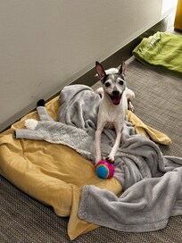 Lemmikin lahjapussista saatu vinkupallo oli hitti đ