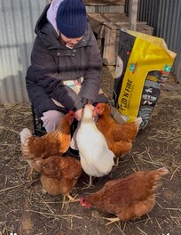 My daughter feeding the chickens