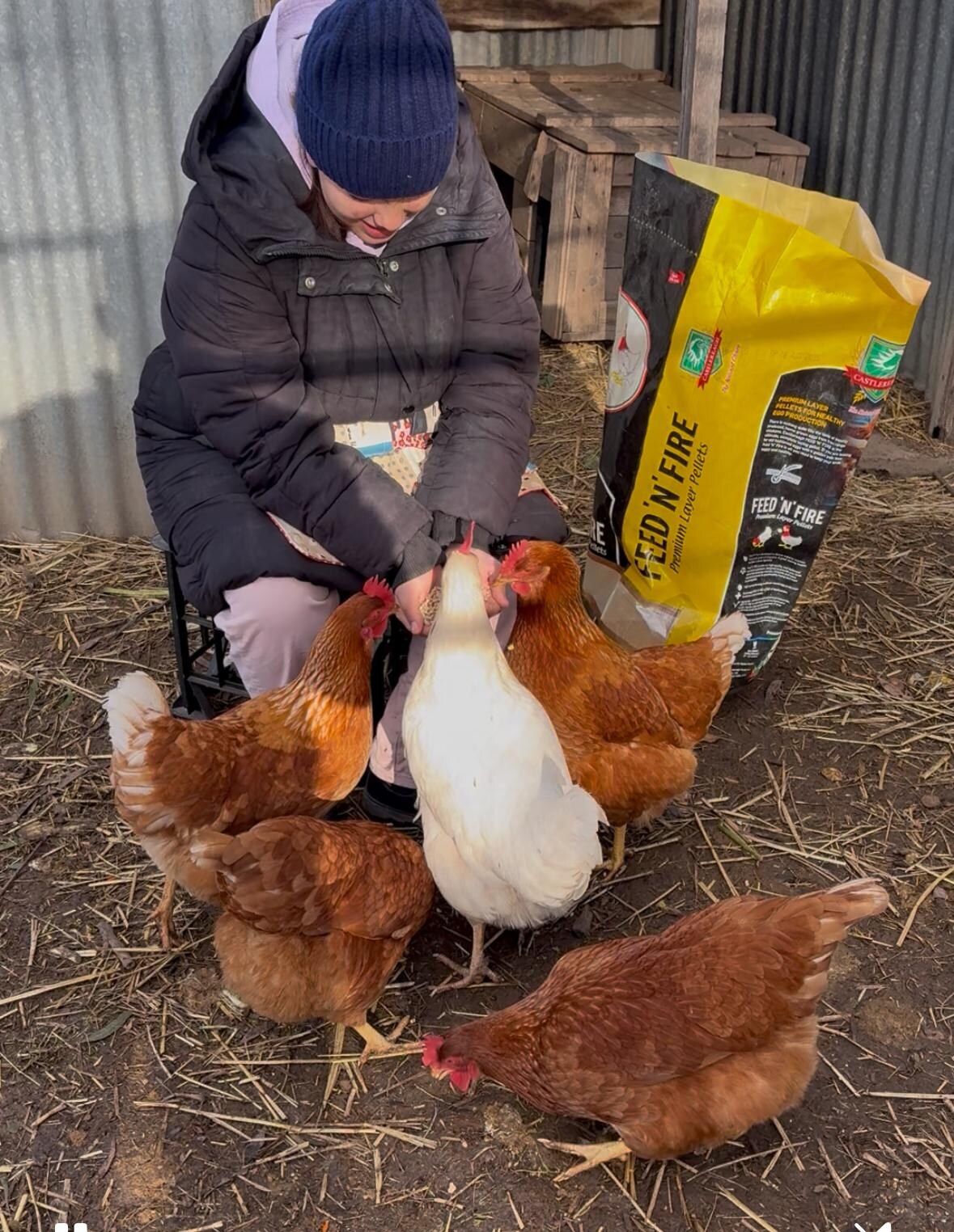 My daughter feeding the chickens 