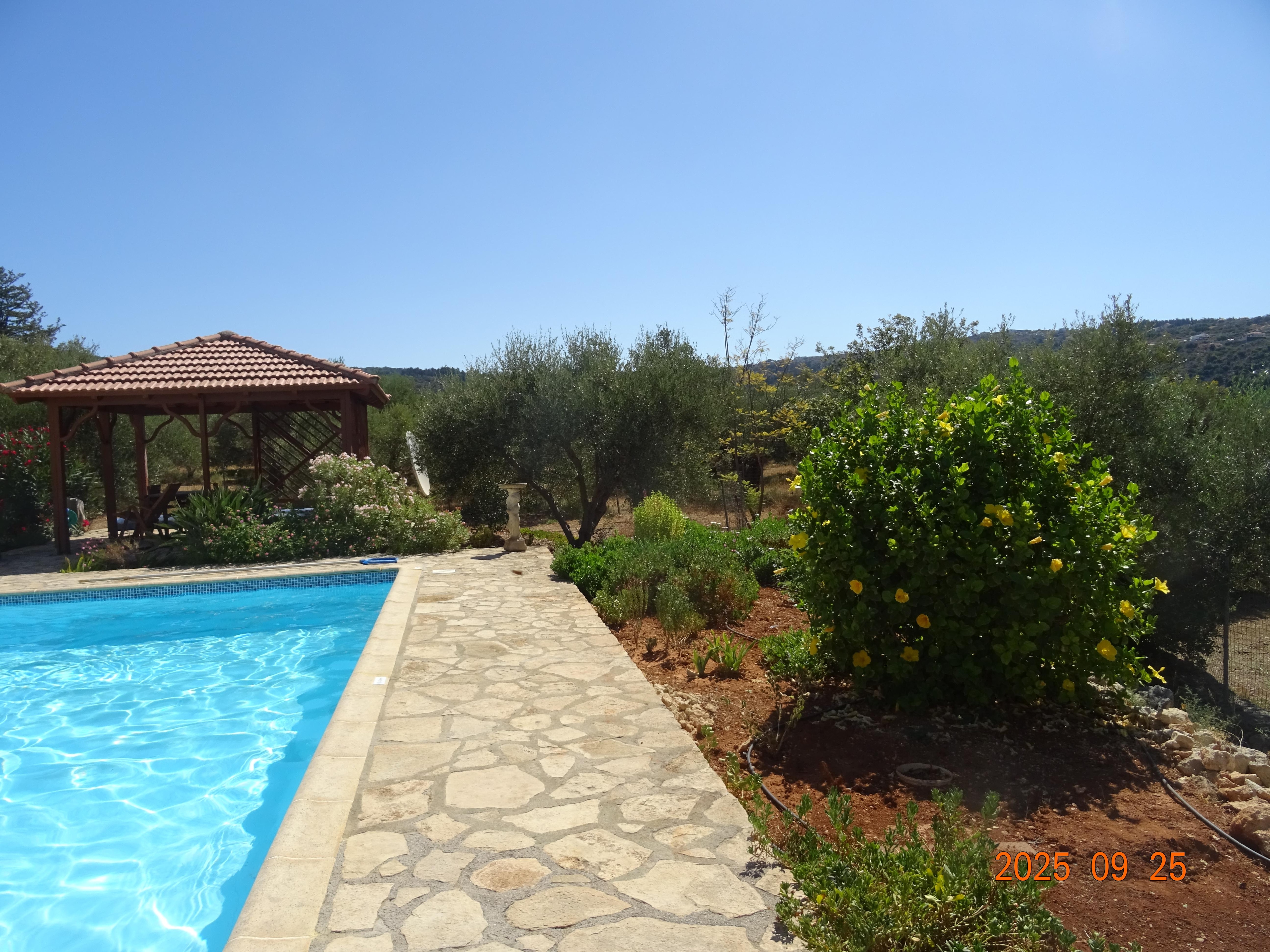 The beautiful yellow Hibiscus in the garden.