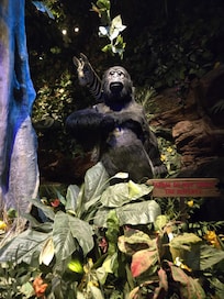 At rainforest cafe