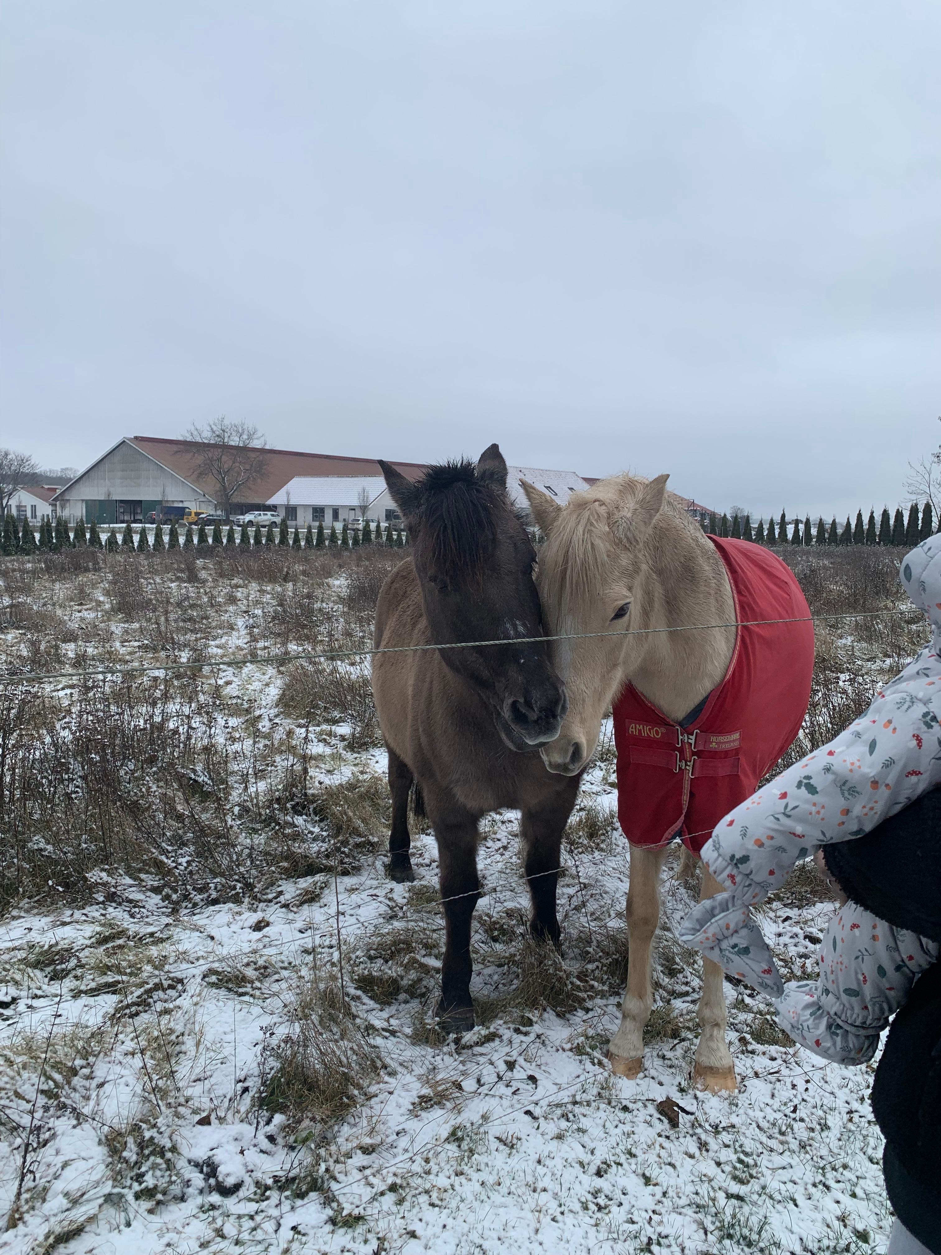 Pferdekoppel hinter dem Haus