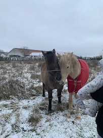Pferdekoppel hinter dem Haus