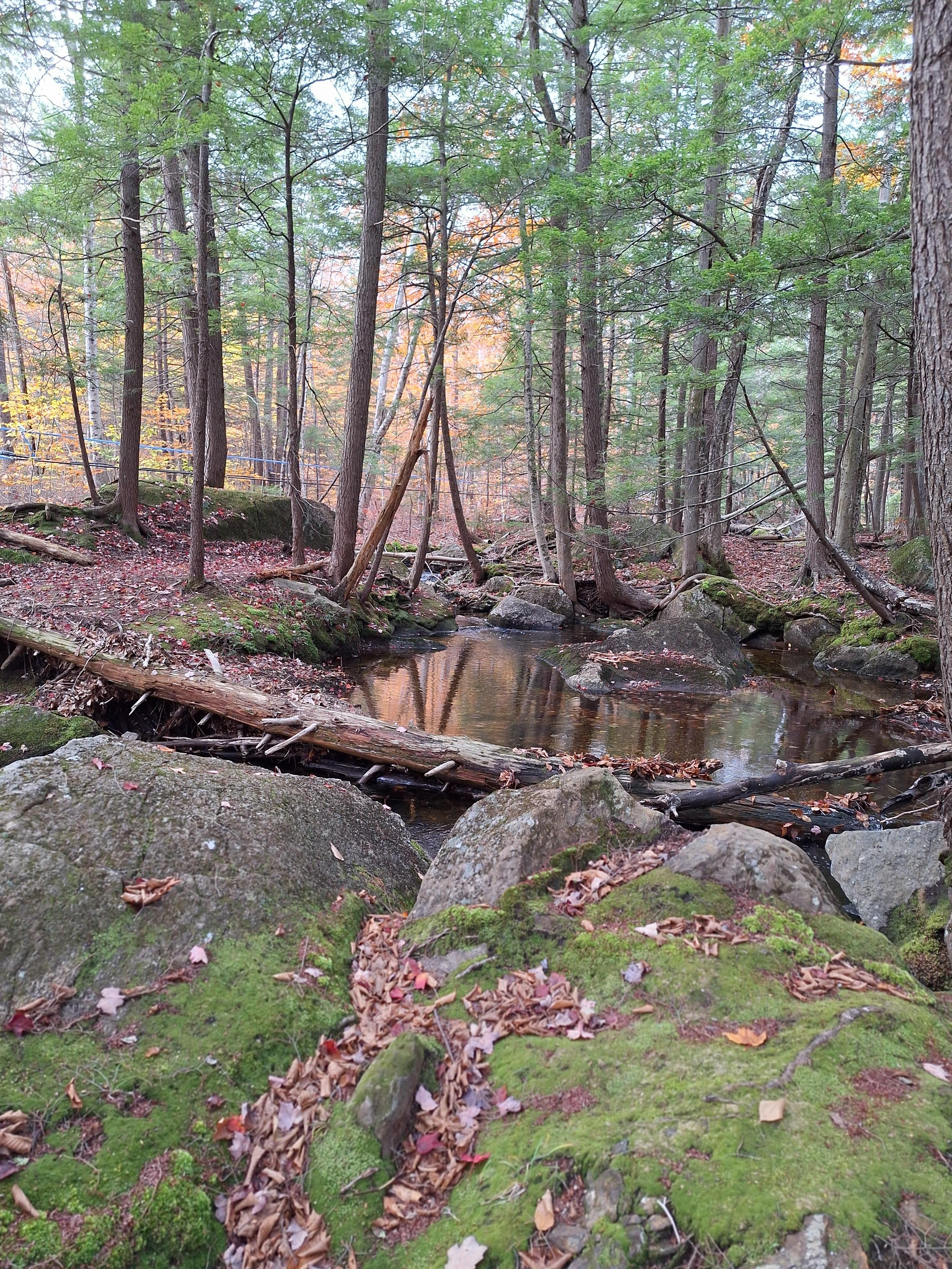 Hiking Andrew Brook Trailhead in Newbury 