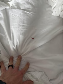 Odd blood spot on bed sheet