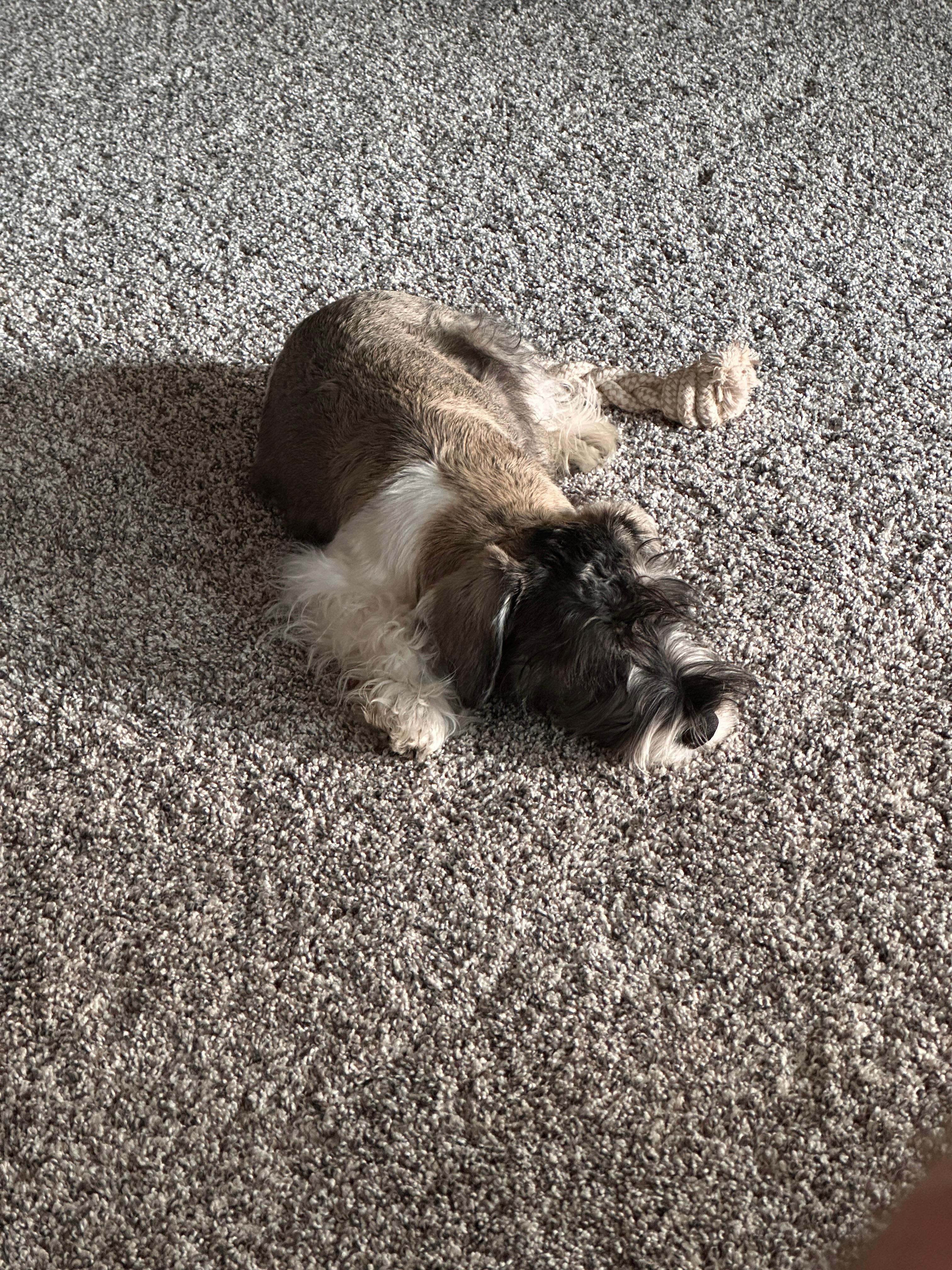 My pup Cooper liked it