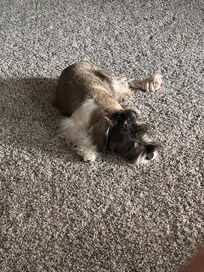 My pup Cooper liked it