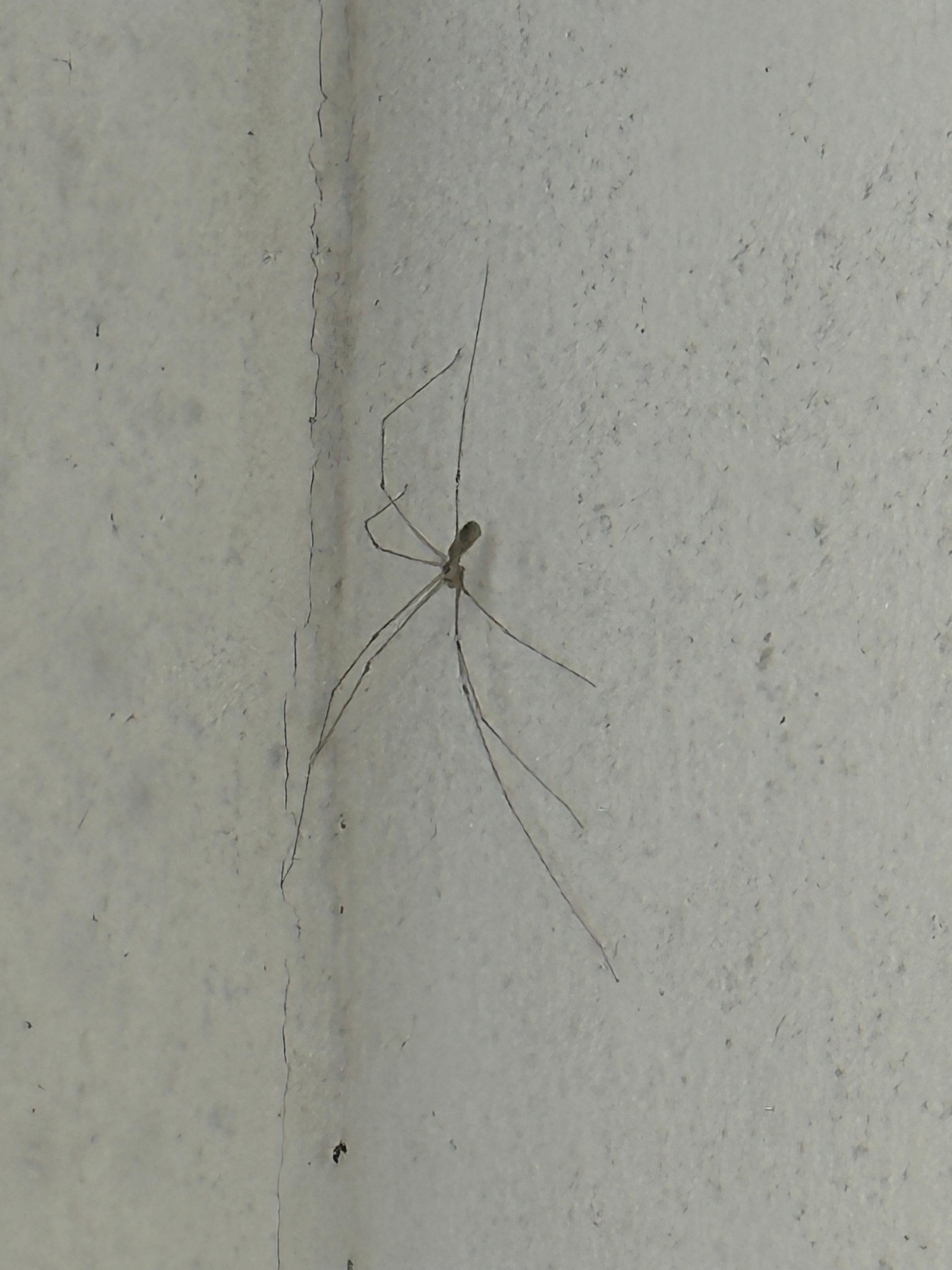 Até aranha no banheiro encontrei