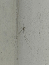 Até aranha no banheiro encontrei