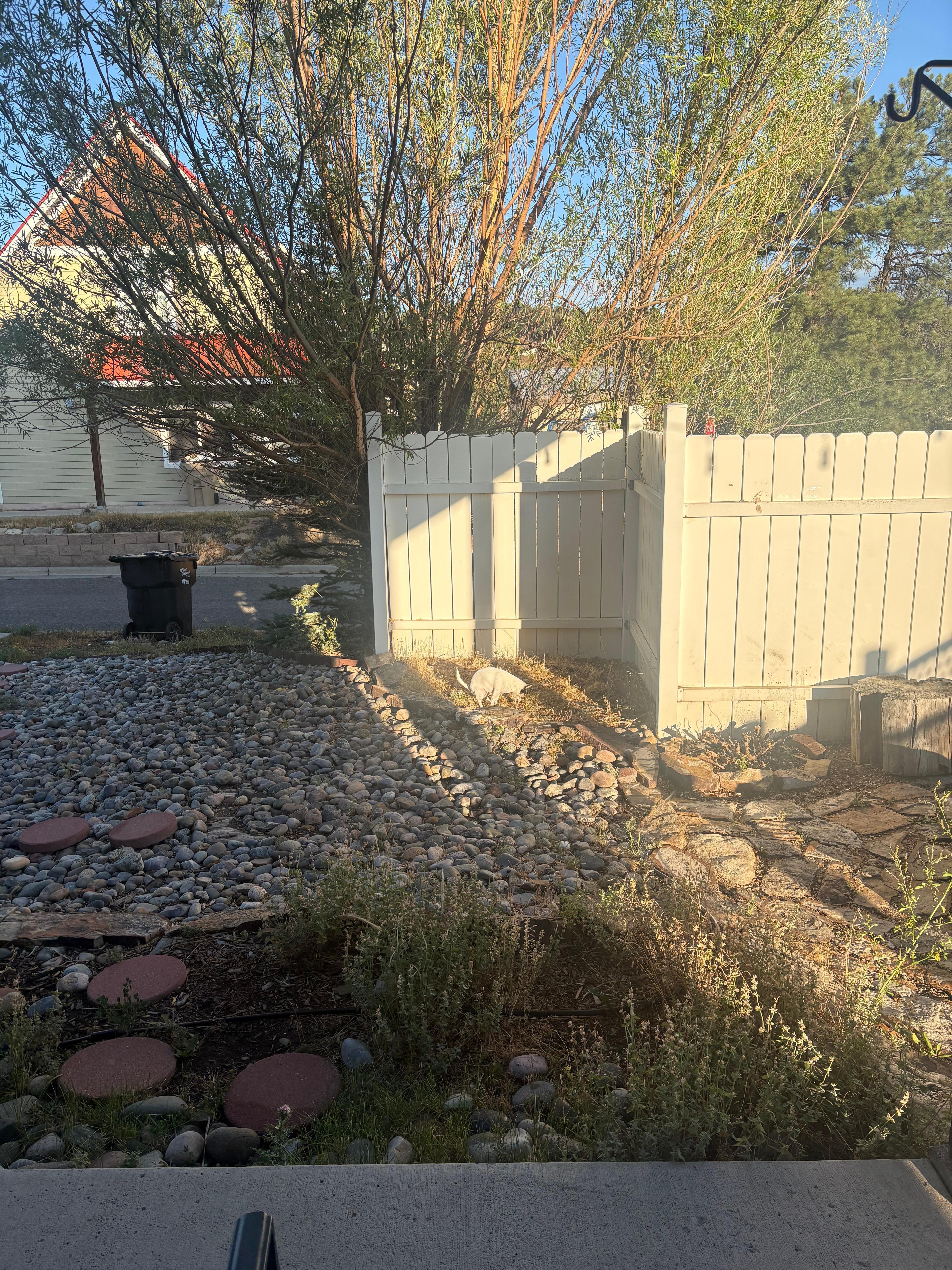 Area for pups