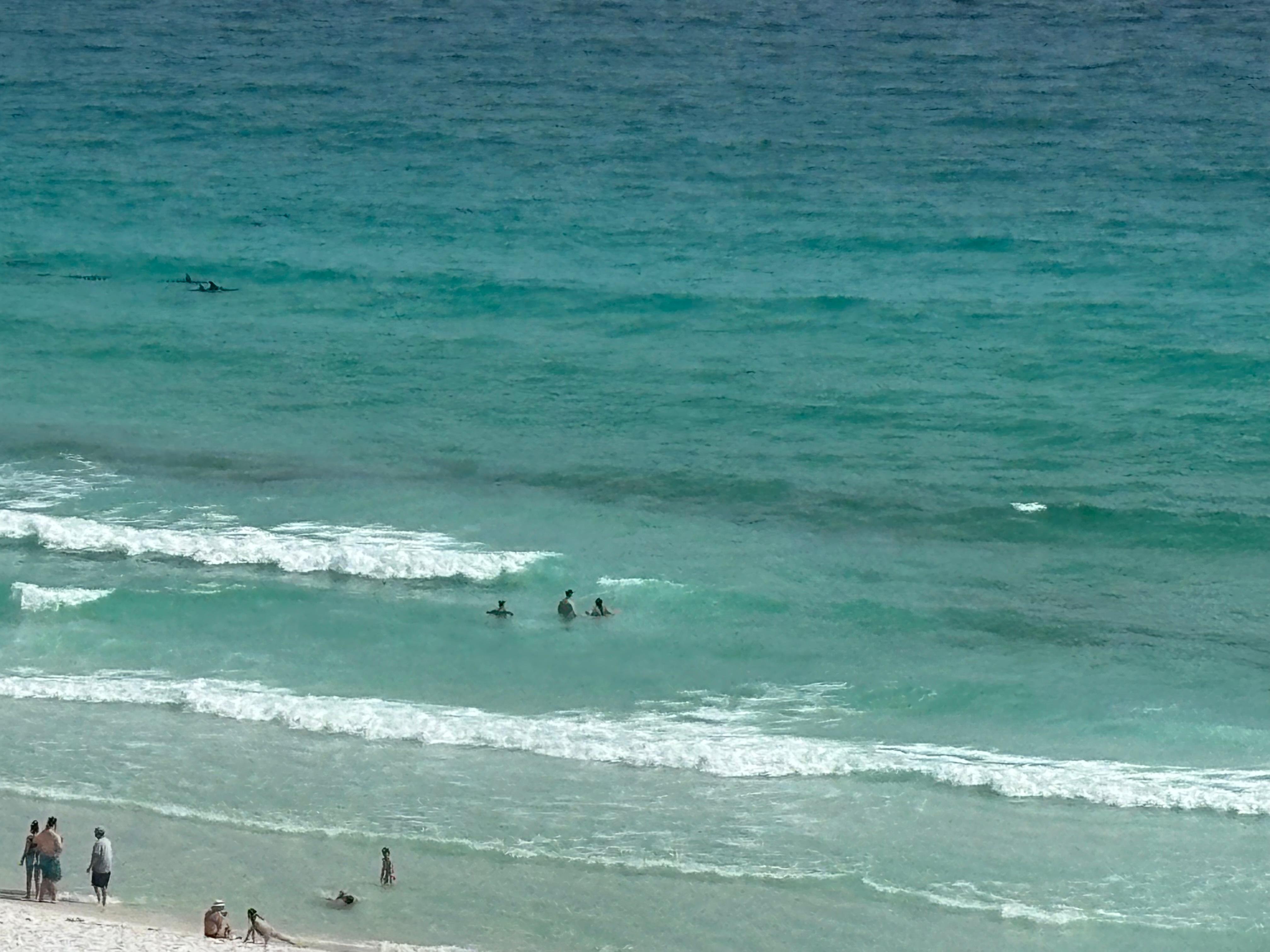 We pretty much had dolphin sitings daily 